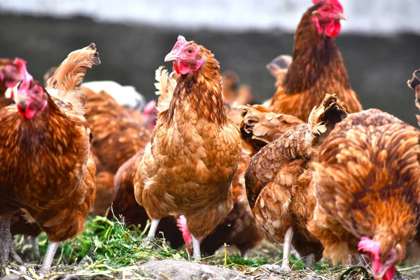 Pollos Granja Aves Corral Tradicional — Foto de Stock