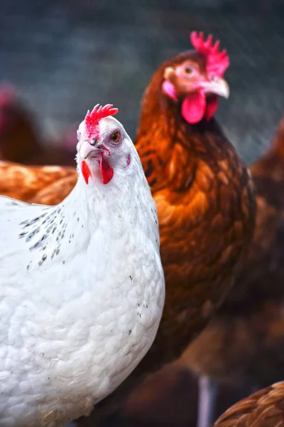 Kur Domácí Tradiční Drůbeží Farmě Volném Výběhu — Stock fotografie