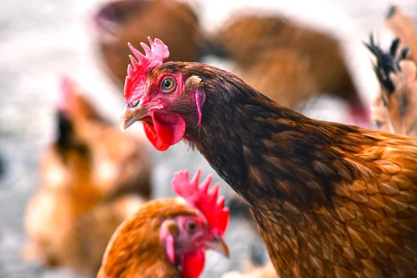 Pollos Granja Aves Corral Tradicional — Foto de Stock