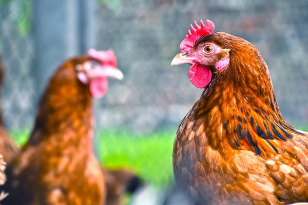 Kur Domácí Tradiční Drůbeží Farmě Volném Výběhu — Stock fotografie