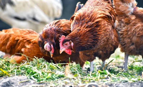 Kycklingar Traditionell Frigående Fjäderfäfarm — Stockfoto
