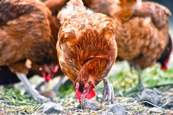 Chickens Traditional Free Range Poultry Farm — Stock Photo, Image