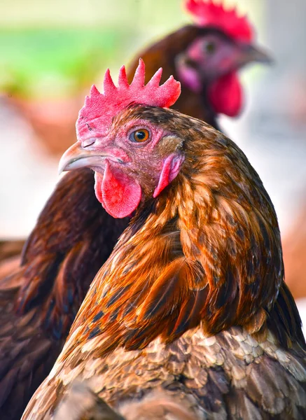 Poulets Dans Une Ferme Avicole Traditionnelle Plein Air — Photo