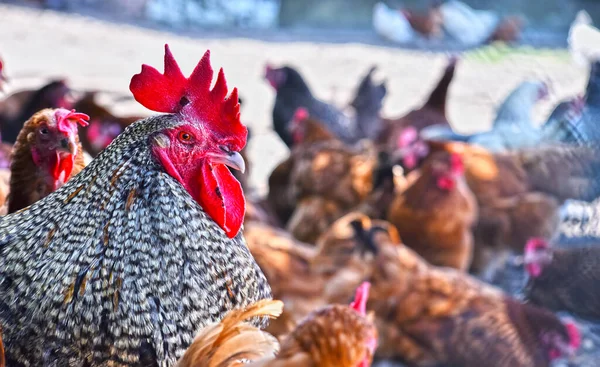 Poulets Dans Une Ferme Avicole Traditionnelle Plein Air — Photo