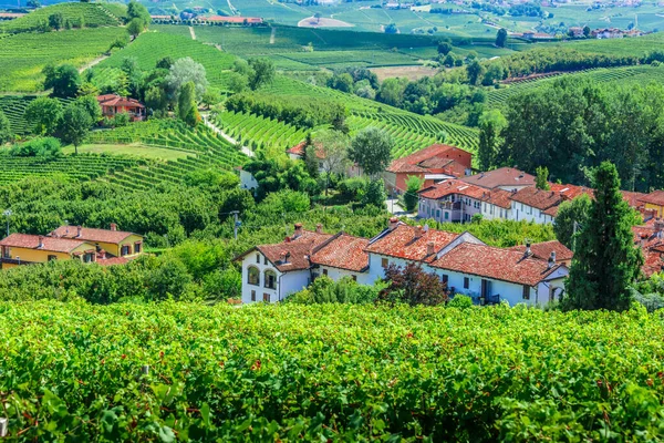 Vingårdar Provinsen Cuneo Piemonte Italien — Stockfoto