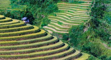Mu Cang Chai bölgesindeki pirinç tarlalarının manzarası, Yen Bai Eyaleti, Kuzey Vietnam