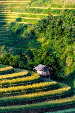 Mu Cang Chai bölgesindeki pirinç tarlalarının manzarası, Yen Bai Eyaleti, Kuzey Vietnam