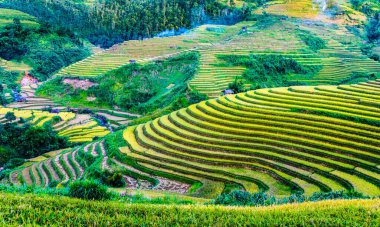Mu Cang Chai bölgesindeki pirinç tarlalarının manzarası, Yen Bai Eyaleti, Kuzey Vietnam