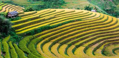 Mu Cang Chai bölgesindeki pirinç tarlalarının manzarası, Yen Bai Eyaleti, Kuzey Vietnam