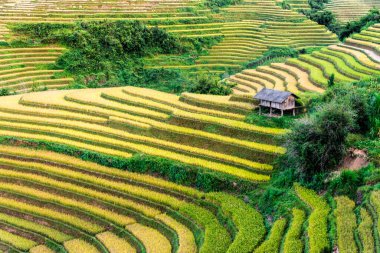 Mu Cang Chai bölgesindeki pirinç tarlalarının manzarası, Yen Bai Eyaleti, Kuzey Vietnam