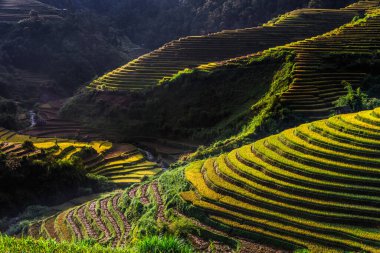 Mu Cang Chai bölgesindeki pirinç tarlalarının manzarası, Yen Bai Eyaleti, Kuzey Vietnam