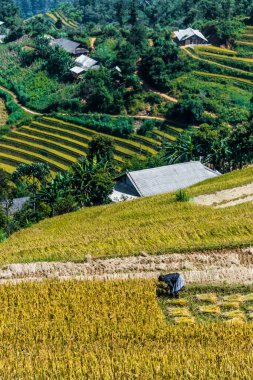 Mu Cang Chai Bölgesi, Yen Bai Eyaleti, Kuzey Vietnam 'da kendi kendine iş gücü üreten tarım. Geleneksel sürdürülebilir tarım.. 