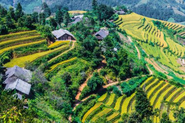 Mu Cang Chai bölgesindeki pirinç tarlalarının manzarası, Yen Bai Eyaleti, Kuzey Vietnam