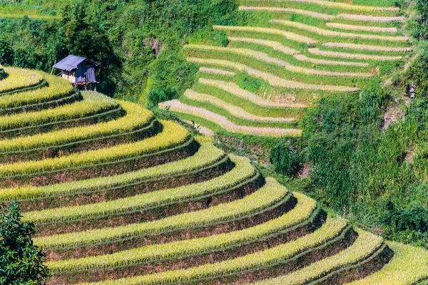 Άποψη Τοπίου Ορυζώνες Cang Chai District Yen Bai Province Βόρειο — Φωτογραφία Αρχείου
