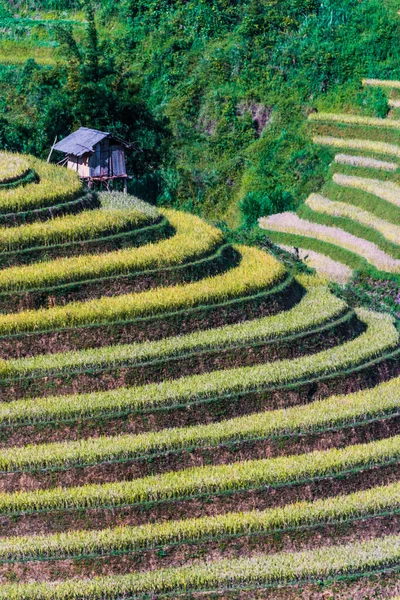 Veduta Panoramica Delle Risaie Nel Distretto Cang Chai Provincia Yen — Foto Stock