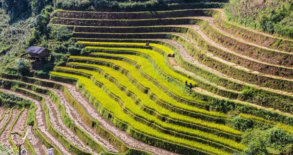 Veduta Panoramica Delle Risaie Nel Distretto Cang Chai Provincia Yen — Foto Stock