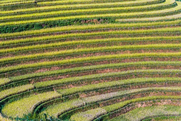 Veduta Panoramica Delle Risaie Nel Distretto Cang Chai Provincia Yen — Foto Stock