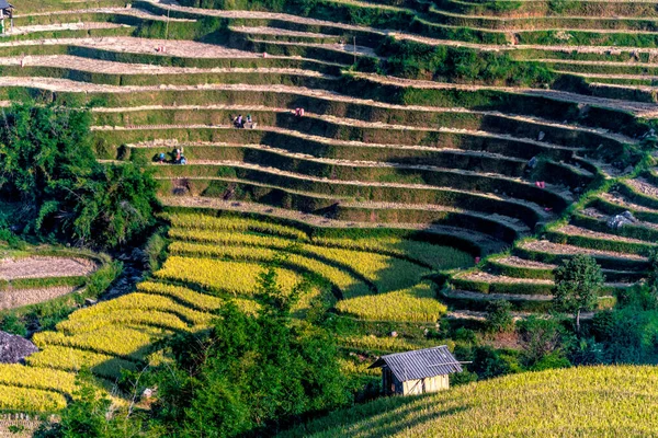 Veduta Panoramica Delle Risaie Nel Distretto Cang Chai Provincia Yen — Foto Stock