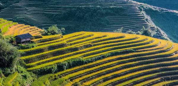 Landscape View Rice Fields Cang Chai District Yen Bai Province — Stock Photo, Image