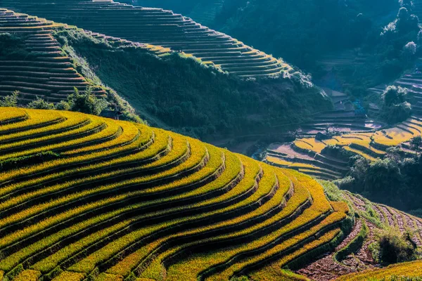 Krajinný Pohled Rýžová Pole Okrese Cang Chai Provincie Yen Bai — Stock fotografie