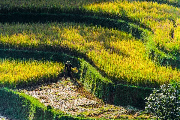 Agricultura Com Mão Obra Intensiva Auto Suficiente Distrito Cang Chai — Fotografia de Stock