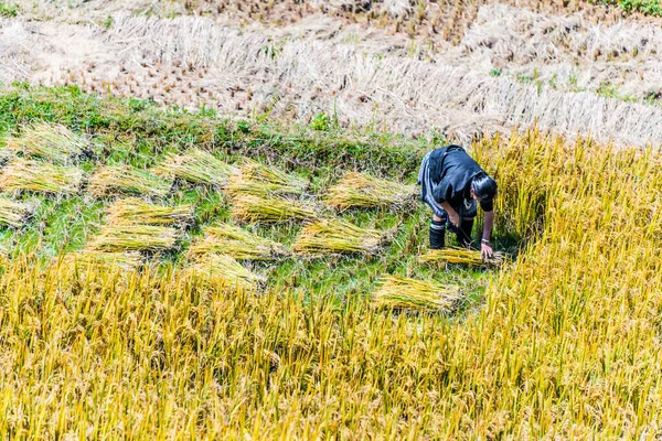 Самодостаточное Трудоемкое Сельское Хозяйство Районе Цанг Чай Провинция Йен Бай — стоковое фото