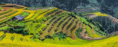 Mu Cang Chai bölgesindeki pirinç tarlalarının manzarası, Yen Bai Eyaleti, Kuzey Vietnam