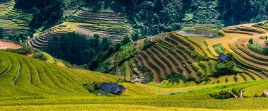 Mu Cang Chai bölgesindeki pirinç tarlalarının manzarası, Yen Bai Eyaleti, Kuzey Vietnam