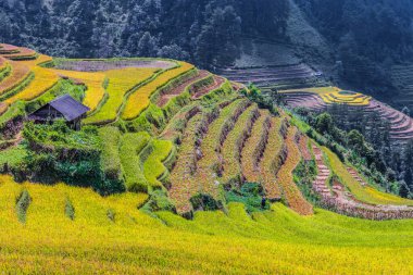 Mu Cang Chai bölgesindeki pirinç tarlalarının manzarası, Yen Bai Eyaleti, Kuzey Vietnam