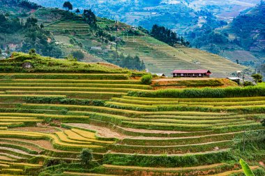Mu Cang Chai bölgesindeki pirinç tarlalarının manzarası, Yen Bai Eyaleti, Kuzey Vietnam