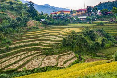 Mu Cang Chai bölgesindeki pirinç tarlalarının manzarası, Yen Bai Eyaleti, Kuzey Vietnam