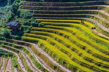 Mu Cang Chai bölgesindeki pirinç tarlalarının manzarası, Yen Bai Eyaleti, Kuzey Vietnam