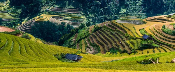 Landscape View Rice Fields Cang Chai District Yen Bai Province — Stock Photo, Image