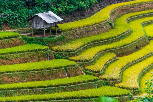 Вид Рисовые Поля Районе Цанг Чай Провинция Йен Бай Северный — стоковое фото