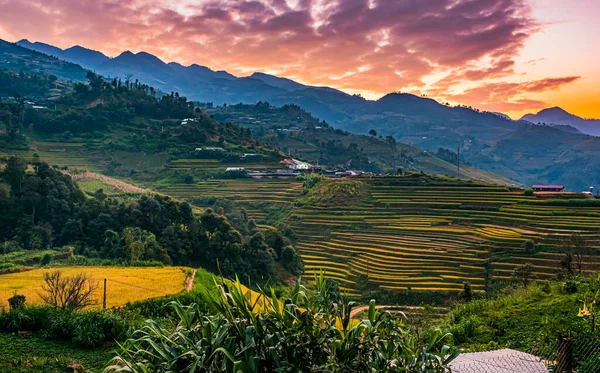 Mu Cang Chai bölgesindeki pirinç tarlalarının manzarası, Yen Bai Eyaleti, Kuzey Vietnam