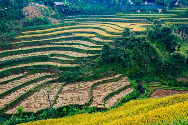 Landschaft Blick Auf Reisfelder Bezirk Cang Chai Provinz Yen Bai — Stockfoto