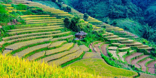 Vue Panoramique Des Rizières Dans District Cang Chai Province Yen — Photo