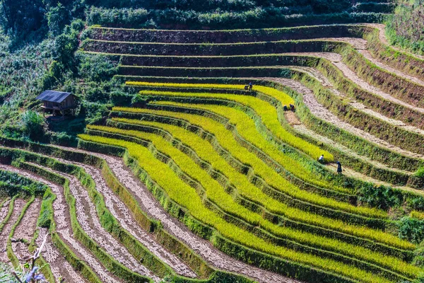 Veduta Panoramica Delle Risaie Nel Distretto Cang Chai Provincia Yen — Foto Stock