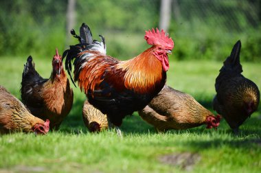 Geleneksel tavuk çiftliğinde horoz ve tavuklar