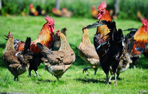 Rooster and chickens on traditional free range poultry farm