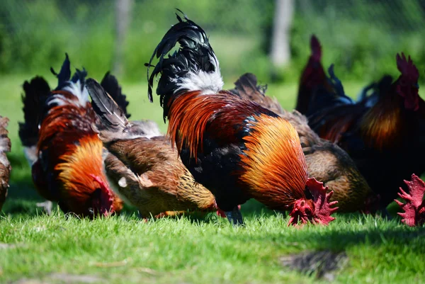 Rooster and chickens on traditional free range poultry farm — Stock Photo, Image