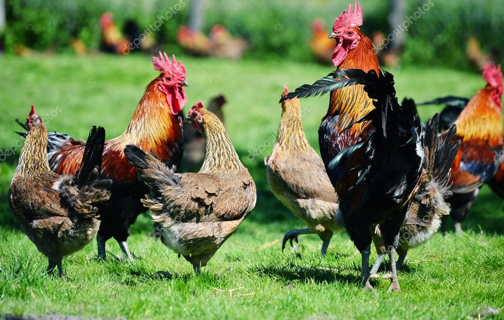Rooster and chickens on traditional free range poultry farm — Stock