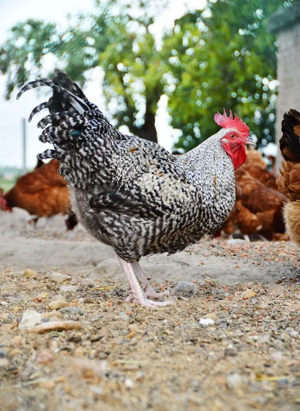 Poulets dans une ferme avicole traditionnelle en plein air — Photo