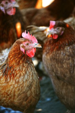 Geleneksel tavuk çiftliğinde tavuklar