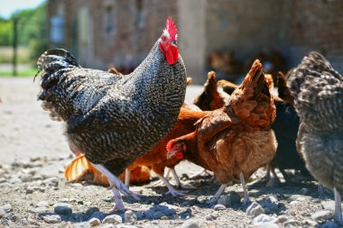 Geleneksel tavuk çiftliğinde tavuklar