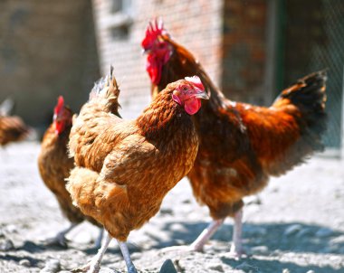 Geleneksel tavuk çiftliğinde tavuklar