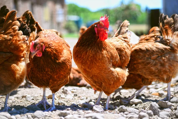 Galinhas na tradicional fazenda de aves de capoeira ao ar livre — Fotografia de Stock