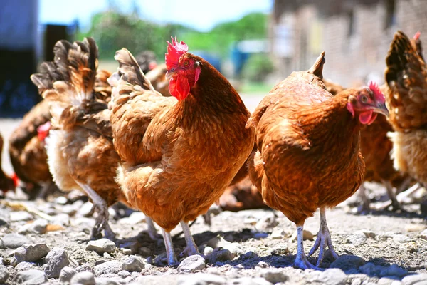 Pollos en granja de aves de corral tradicional —  Fotos de Stock