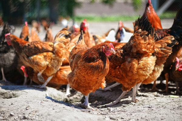 Chickens on traditional free range poultry farm