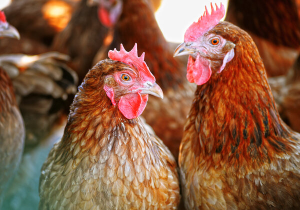 Chickens on traditional free range poultry farm